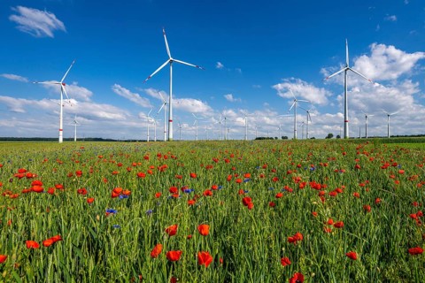 Wind farm, field with flower strips, insect-friendly border of fields with mixed flowers, poppies,