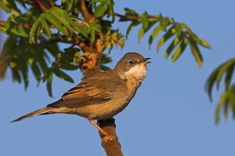 Whitethroat, songbird, (Sylvia communis), Bad Dürkheim district, Rhineland-Palatinate, Federal