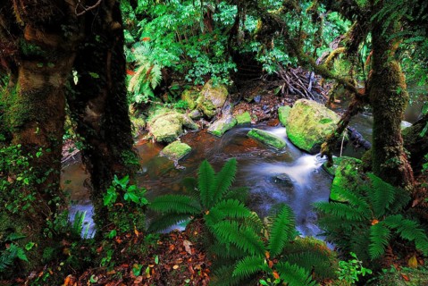 Rainforest, Maclennan River, Catlins Forest Park, Otago, South Island New Zealand, Otago, South