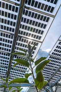 Agri-photovoltaic test plant, an apple orchard with two different systems of PV modules was roofed