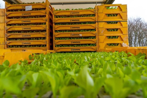 Lettuce plants, in press pots, they are planted in a field with a planting machine, agriculture,