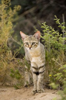 African wild cat, (Felis lybica), wild cat, Kalahari, South Africa, South Africa, Africa