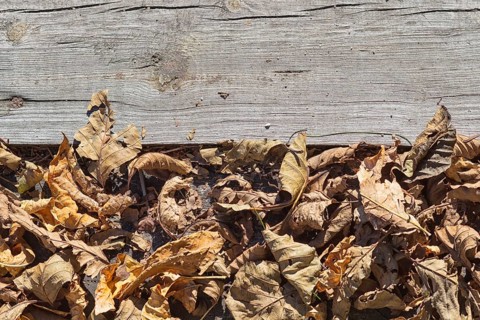 Part of the old gray board with brown dry leaves