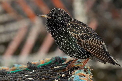 Common starling (Sturnus vulgaris) adult bird on a lobster fishing pot in a urban harbour, Dorset,