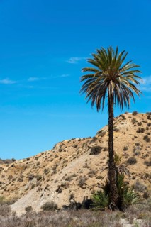Single palm tree in a dry desert landscape under a clear blue sky, Oasis de Lawrence de Arabia,