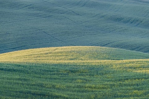 Landscape at sunrise around Pienza, Val d'Orcia, Orcia Valley, UNESCO World Heritage Site, Province