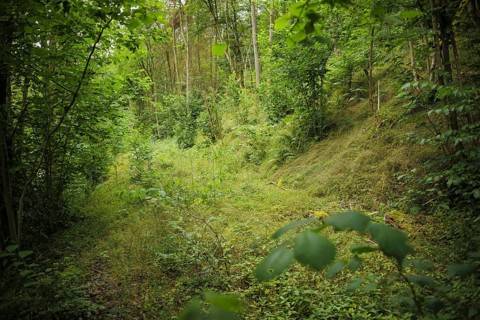 View of the overgrown route of the former Höllental railway in the Höllental nature reserve between