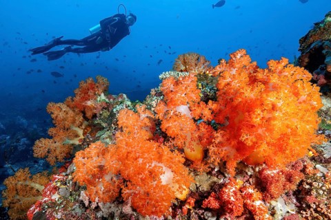 Orange coloured soft coral (Dendronephthya) above silhouette of diver, Pacific Ocean, Crystal Rock,