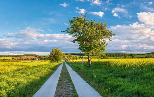 A dead straight country lane leads through rape fields in bloom in the evening light,