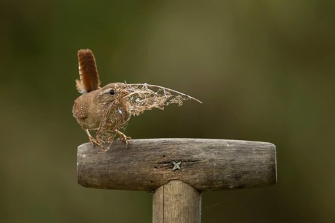 Eurasian wren (Troglodytes troglodytes) adult bird with nesting material in its beak on a garden