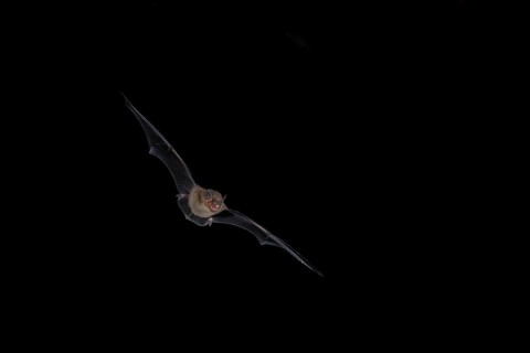 Common pipistrelle (Pipistrellus pipistrellus) hunting for insects at night, Brandenburg, Germany,
