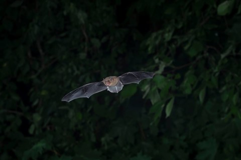 Common pipistrelle (Pipistrellus pipistrellus) hunting insects in front of deciduous forest,