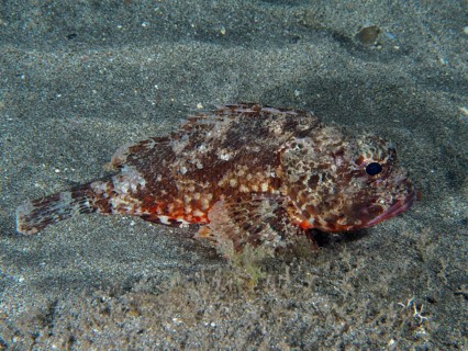 A Black scorpionfish (Scorpaena porcus) lies on the lava sand of the sea at night. Dive site Playa,