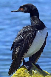 Rock Cormorant on Carcass Island, sitting on rocks, Falkland Islands, (Phalacrocorax magellanicus),