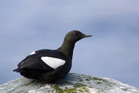 Resting black guillemot, (Cepphus grylle), resting on rocks, Europe, Norway, Varanger, alcids,