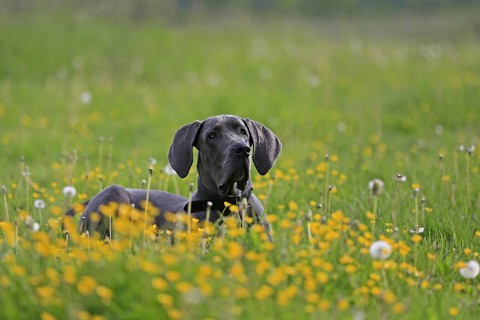 Great Dane lying in the grass