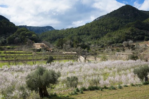 Flowering almond tree (Prunus dulcis), near Valdemossa, Serra de Tramuntana, Majorca, Balearic