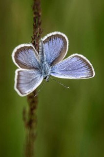 Amanda's blue (Polyommatus amandus), Emsland, Lower Saxony, Germany, Europe