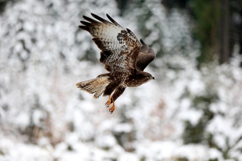 Common buzzard (Buteo buteo), adult in winter, flying, in the snow, Zdarske Vrchy,