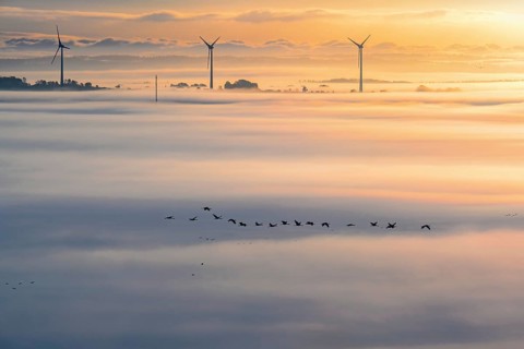 Flock of cranes (Grus grus) flying above the fog with wind turbines in the background on a