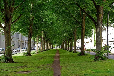 Europe, Germany, Hanseatic City of Hamburg, Altona district, Palmaille, footpath between the trees,