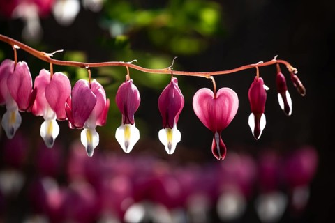 Flaming Heart, Mary's Heart, Lamprocapnos spectabilis, close-up, Bavaria, Germany, Europe