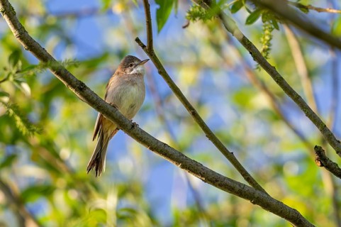 Common whitethroat, greater whitethroat (Curruca communis, Sylvia communis) perched in tree in