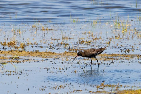 Spotted redshank (Tringa erythropus) in breeding plumage foraging in shallow water of wetland in