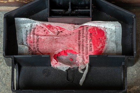 Open mouse bait station showing nibbling traces on bag with Brodifacoum rodenticide, poisonous
