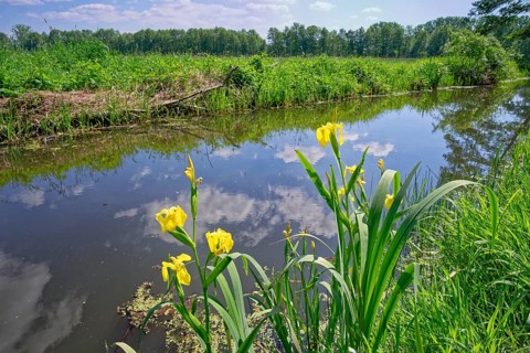 Yellow marsh iris (Iris pseudacorus) in the wetlands of the River Ohre in the UNESCO Drömling