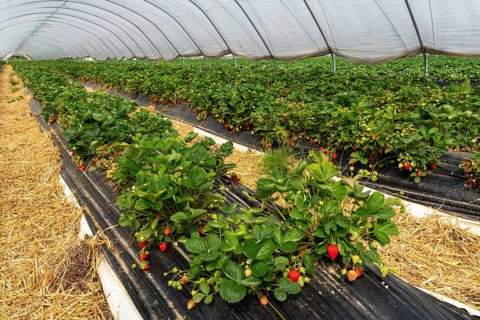 Harvest of strawberries, strawberry cultivation in the open, under a foil tunnel, young strawberry
