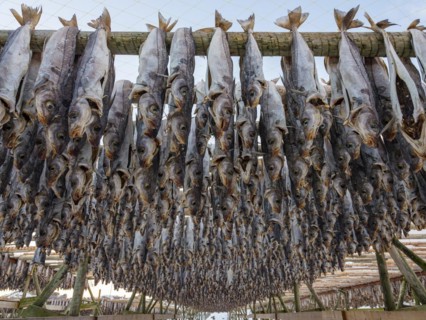 Atlantic cod (Gadus morhua) hung up to dry as stockfish, an old preservation method, Lofoten,