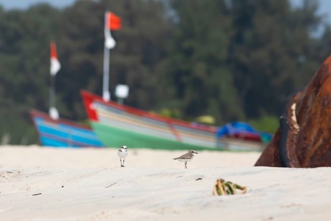 Typical wader (Calidris) at Marari Beach or beach, behind colourful fishing boats, Mararikulam,