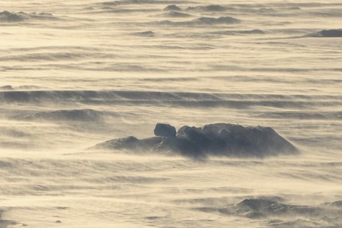 Pack ice with strong wind and flying snow, Snow hill island, Weddel Sea, Antarctic Peninsula,
