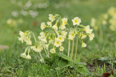 True oxlip (Primula elatior) in spring, North Rhine-Westphalia, Germany, Europe