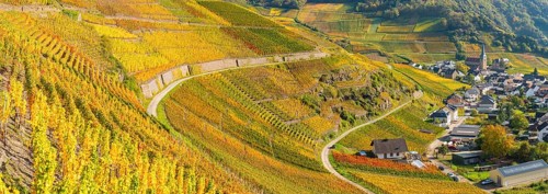 Vineyards in autumn, Mayschoß, Ahr valley, red wine of the Pinot Noir and Portugieser grape is