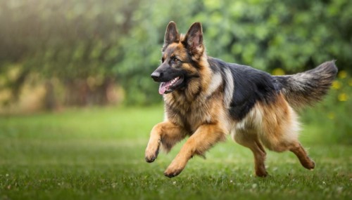 Pets, Dog, German Shepherd, AI-generated, AI generated