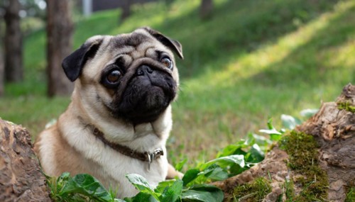 Pets, dog, pug, English dog breed, AI-generated, AI generated