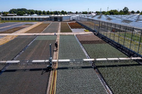 Horticultural business, irrigation with a sprinkler system, mobile on wheels in the open air,