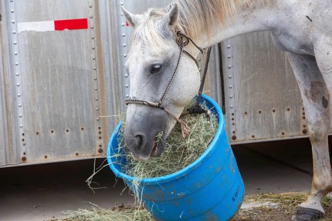 Oklahoma City, Oklahoma, A horse feeds from a bucket at the Great Plains Rodeo, an annual gay rodeo