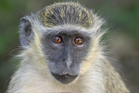 Vervet monkey (Cercopithecus aethiops), Gambia, West Africa, Africa, Primates, Portrait, Africa /