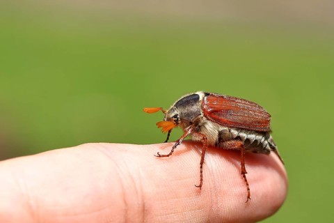 Northern cockchafer (Melolontha hippocastani), male, on a finger, Wilnsdorf, North