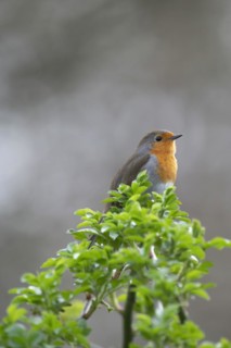 European robin (Erithacus rubecula) on curved branch with freshly sprouted green leaves in spring,