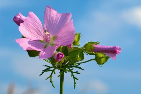 Musk mallow (Malva moschata), close-up against a blue sky, in summer, Spessart, Bavaria, Germany,
