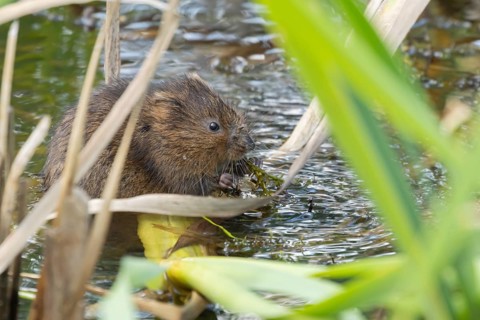 Water vole (Arvicola amphibius) adult animal eating pond weed in a lake in the summer, Suffolk,