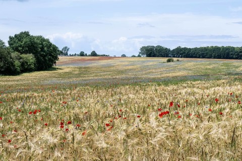Poppy flower (Papaver Rhoeas) and cornflower (Centaurea cyanea), Mecklenburg-Vorpommern, Germany,