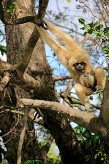 White-handed gibbon, Lar (Hylobates lar), adult female on tree, locomotion, brachiation, swinging