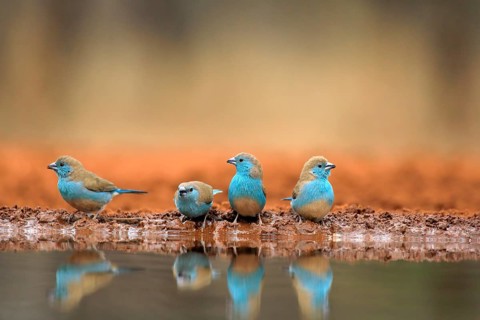 Blue-winged Oriole (Uraeginthus angolensis), Angola Butterfly Finch, adult, at the water, group,