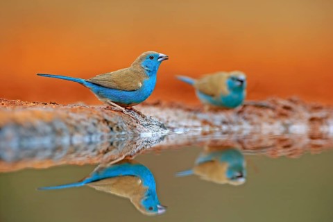 Blue-winged Oriole (Uraeginthus angolensis), Angola Butterfly Finch, adult, two birds, at the