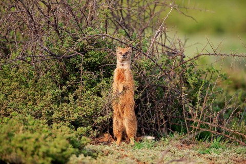 Yellow mongoose (Cynictis penicillata), adult, standing upright, alert, Mountain Zebra National